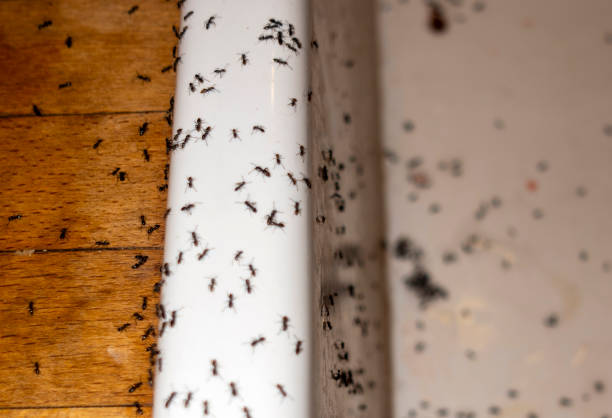 Best Best Pest Control Companies  in Berrien Springs, MI