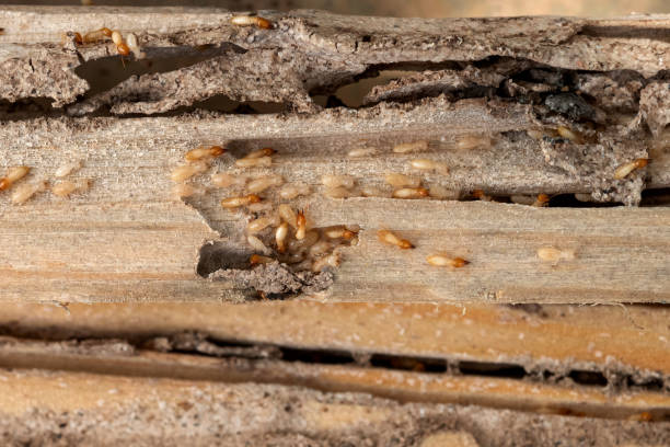 Best Best Pest Control Companies  in Berrien Springs, MI